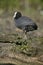 Coot, Fulica atra