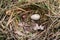 Coot Fulica atra egg and nest