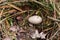 Coot Fulica atra egg in nest