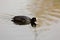 Coot (Fulica atra) on the pond