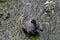 Coot Fulica atra sits on a branch