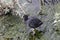 Coot Fulica atra sits on a branch