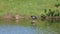 Coot ( Fulica) preening on a log.