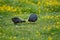 A coot hen provides food for her chick in a meadow of buttercups