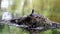 Coot leaving nest in Voorstonden lake, Holland