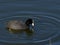 Coot make waves in calm water - Fulica atra