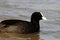 Coot marsh bird duck water ponds European