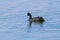 Coot national parks of namibia between desert and savannah