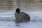 A coot preening and splashing on the Cemetery Lake