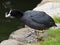 Coot ready to take the plunge - Fulica atra