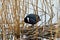 Coot sits on the nest