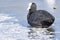 A coot sitting on the ice on the cemetery lake Southampton Common