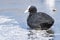 A coot sitting on the ice on the cemetery lake Southampton Common