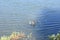 coot splashing around in caldera lake Holzmaar in summer