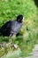 Coot standing on a rock