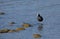 Coot standing on a rock in the lake