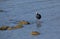 Coot standing on a rock in the lake