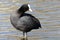 Coot standing in shallow water