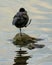 Coot standng on one leg on a stone in water