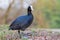 coot stands in the spring forest by the lake