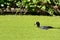 Coot swimming through duckweed