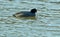 Coot swimming with its mouth open