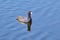 Coot Swimming On Water