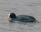 coot swimming in the water in the lagoon