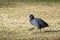 Coot walking on green grass