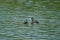 Coot on the water