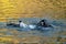 Coot water bird, Fulica atra, aggressive behaviour and fighting over a mate and territory, pushing another adult under water as a