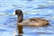 Coot water bird Fulica Duck