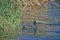 COOT WATER BIRD ON THE WATER OF A DAM CLOSE TO REEDS