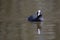 A coot on the water with reflection