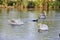 Coot and Young Swans, River Avon, Salisbury, Wiltshire, UK