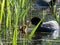 Coot with youngster