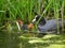 Coot with youngsters