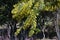 Cootamundra wattle Acacia baileyana blossoms.
