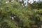 Cootamundra wattle Leaves and buds.