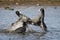 Coots Fighting