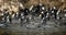 Coots on the lake (fulica atra)