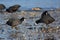 Coots meeting on beach