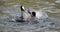 Coots in a territorial battle