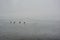 Coots walking on  frozen lake