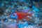 Copadichromis borleyi Kadango Red freshwater fish