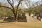 Copan, Honduras, Central America: antique sites temple, pyramid in Copan.