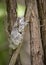 A Cope`s Gray Tree frog blends itself against the rough brown bark of a tree in the forest.