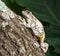 Cope\'s gray tree frog Hyla chrysoscelis, versicolor.