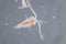 Copepod