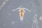 Copepod are a group of small crustaceans